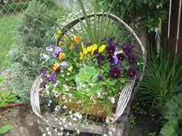 Rustic Wicker Chair With Pansy Flower Pot Tip These Pansies Thrived Throughout The Summer In A Semishade Envi Pansies Flowers Flower Pot Design Flower Pots