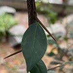 Image result for Putterlickia verrucosa