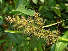 Image result for Scleria rehmannii