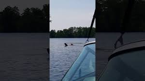 Connelly big daddy water ski. Connelly Big Daddy Water Ski Review Youtube