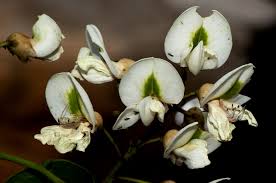 Image result for Craibia