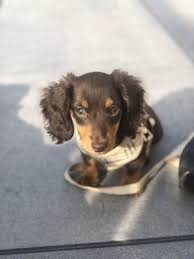 Find a great new york dog breeder at dogbreederdirectory.com. American Kennels 148 Photos 140 Reviews Pet Stores 798 Lexington Ave Upper East Side New York Ny Phone Number Yelp