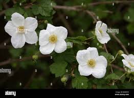 Image result for Tarchonanthus trilobus