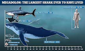 Cannibalism In The Womb May Have Helped Megalodon Sharks Grow To 50 Ft Megalodon Megalodon Shark Shark