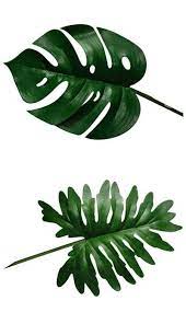 Split Leaf Philodendron Leaves Google Search Plants Plant Drawing Tropical Leaves
