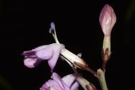 Image result for Pseuderanthemum ludovicianum