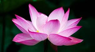Maybe you would like to learn more about one of these? Purity Rebirth And Eternity The Lotus Flower Has Deep Symbolic Meaning
