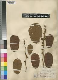 Image result for Grewia forbesii