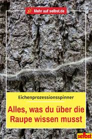 Eichenprozessionsspinner Eichenprozessionsspinner Schadlinge Bindehautentzundung