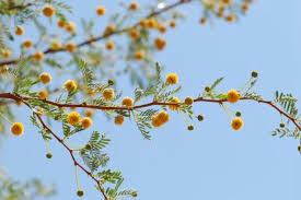 Image result for Acacia erioloba