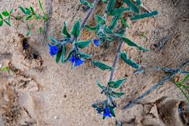 Image result for Trichodesma zeylanicum