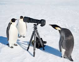 Birds That Look Like Penguins But Aren T Nikon Russia On Instagram Segodnya 25 Aprelya Otmechaetsya Vsemirnyj Den Pingvina Prazdnik Posvyashennyj Odnoj Iz Samyh Penguins Animals Wild Penguins Funny