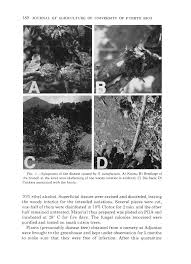 Image result for Sphaeropsis tumefaciens oleander symptoms