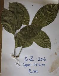 Image result for Ritchiea