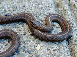 He shall bruise your head, and you shall bruise his heel.. How To Get Rid Of Snakes In Yard House 9 Tips The Pest Rangers