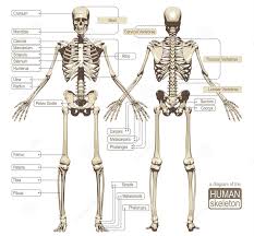 In your anatomy & physiology lecture and lab class, you will be required to name each individual. Https Www Uidaho Edu Media Uidaho Responsive Files Extension 4 H Animal Science Lesson Plans Selection Skeletal Structure L2 Ckinder All Pdf La En Hash 4235d95ce1283ab7d42519422b59f2e387cb8157