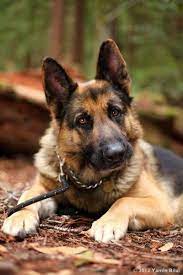 Akc registered german shepherd puppies. Do You Need Assistance Rescuedog Dog Itsarescuedoglife German Shepherd Adoption Dogs German Shepherd Dogs