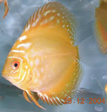 148408978 Discus Fish Fish Marine Fish Tanks