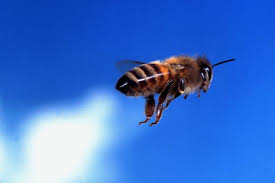 Busy bee pest control can often answer your pest control need the same day you call. 260 B Is For Bee Ideas Bee I Love Bees Bees Knees
