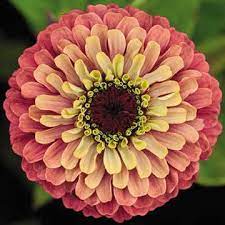 A color blend like no other in the garden (except possibly coleus foliage), queeny lime red is the zinnia of the season, the one we get daily calls and emails about. Queeny Lime Red Zinnia Seeds Park Seed