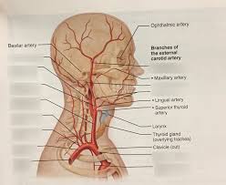 How many carotid arteries in the neck. Arteries Of Head Neck Diagram Quizlet