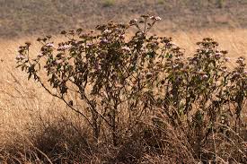 Image result for Bothriocline longipes