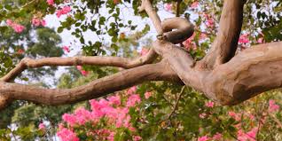 Image result for Ficus obliqua