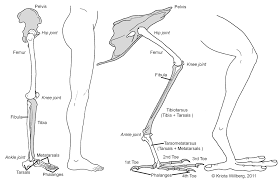 Here's exactly what you need to make diy chicken, beef, vegetarian, turkey and. Leading The Change Uchim Uchitsya Classroom Lab Work 8th Grade Bones Joints Muscles