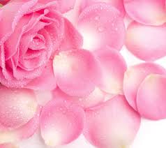 Follow the vibe and change your wallpaper every day! Pink Color Colours Flowers Pink Rose Flower Pink Roses Background Rose Flower