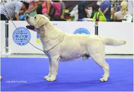 Please contact me for pricing. Yellow English Labrador Breeders Bouldercrest Ranch