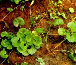 Pegagan (centella asiatica urban) termasuk suku apiaceae juga disebut daun kaki kuda atau. Khasiat Obat Dan Manfaat Dari Tanaman Kaki Kuda Organisasi Asgar