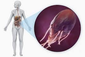 Kashel Pri Glistah U Detej Kashel Ot Glistov Simptomy I Lechenie Detskaya Stomatologicheskaya Poliklinika G Penza