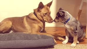 The australian sheep / cattle / family dog reviewed in the united states on january 11, 2000 this book offers an excellent technological and pictorial presentation of the australian kelpie dog. Australian Kelpie Dog Facts Care Tips 2021 Pet Circle