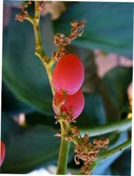 Image result for Cyphostemma glandulosissimum