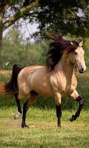 a beautiful buckskin horse sense pferd