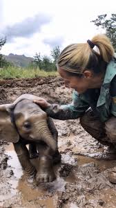 A rescue mission to save a baby elephant stuck in the mud! | Queen of Peace Parish, Redemptorist - Diocese of Bacolod | Facebook