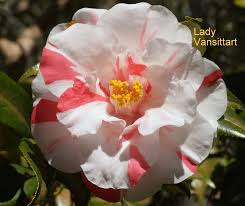 Camellia Japonica Lady Vansittart Camellia Japonica Flowers