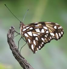 Image result for Monodora junodii