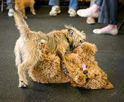 So when can puppies leave their mom? Dog Play Behavior Are They Fighting Or Playing