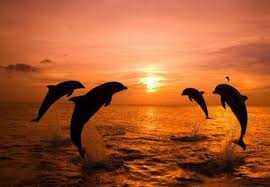 Dolphin Not A Fish Qlty Ctrl Because The Internet Needs Discerning Curators
