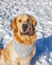 To ensure the perfect fit, please measure around your dog's neck and consult the bandana size chart below. Handsome Golden Retriever Golden Retriever Dog Friends Golden Retriever Bandana