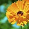Pouring hot water over dried calendula flowers reminds me of the dried whole flower teas that blossom in a clear tea pot right before your eyes. 1