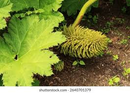 Image result for Haloragaceae