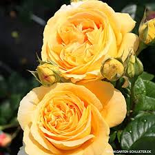 Gartenblumen kaufen gartenblumen kaufen bei obi gartenblumen kaufen und bestellen online auf www obi de und in ihrem markt vor ort obi alles für heim haus garten und. Rosen Und Andere Pflanzen Von Garten Schluter Online Kaufen Bei Mobel Garten