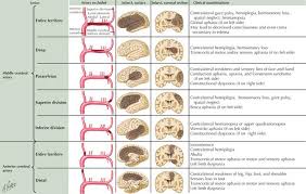 Anterior cerebral artery infarction is uncommon. Ischemic Stroke Neupsy Key