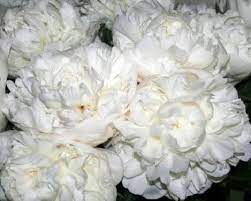 Madame claude tain is a lush, white peony with large, full flowers and a sweet scent reminiscent of lily of the valley. Peony Madame Claude Tain At Peony Nursery Peonyshop Com