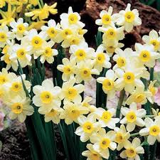Tazetta Daffodil Minnow Daffodil Bulbs Spring Flowering Bulbs Daffodils