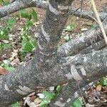 Image result for Salvadora australis