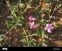 Image result for Dicerocaryum eriocarpum