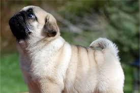Check out our available puppies page to see all of our adorable pug puppies for sale in miami, aventura, kendall and. Pugs For Sale In Seattle